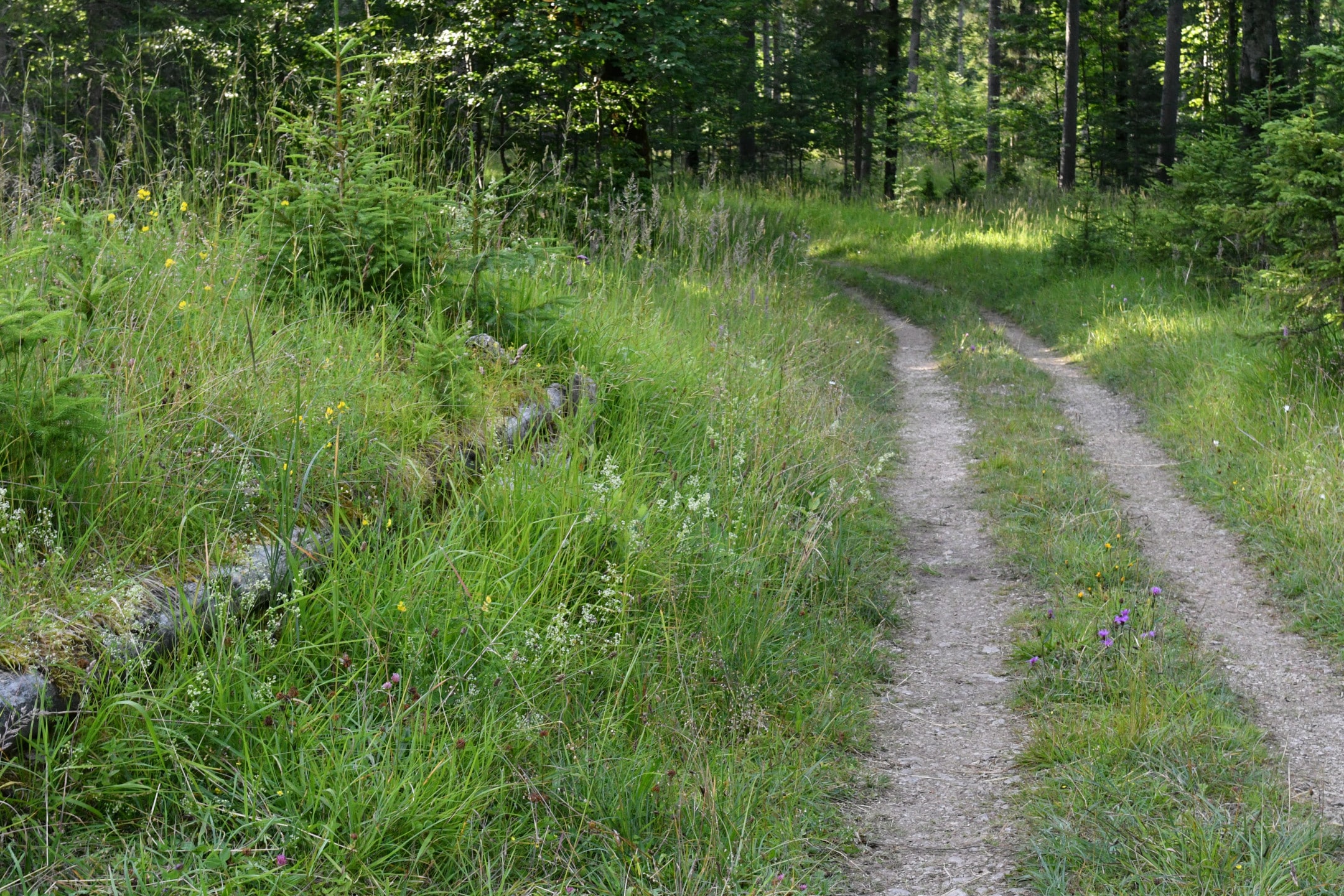 Überreste der Hundinghütte im Ammerwald (links des Weges) - (Foto: H.K.)