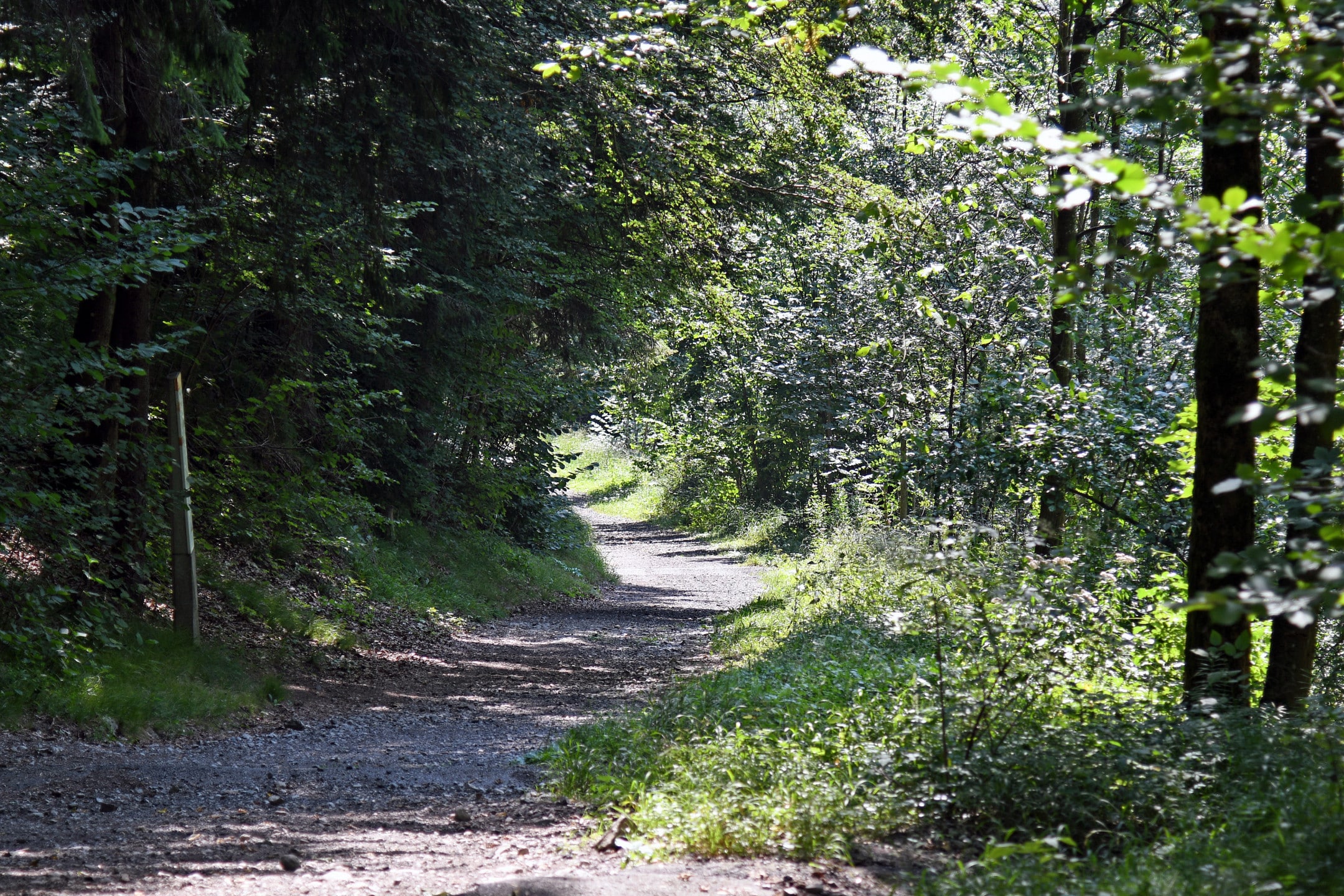 Entlang des Lehrpfades "Kienbergweg" Infotafeln mit interessanten Hinweisen (Foto HK)